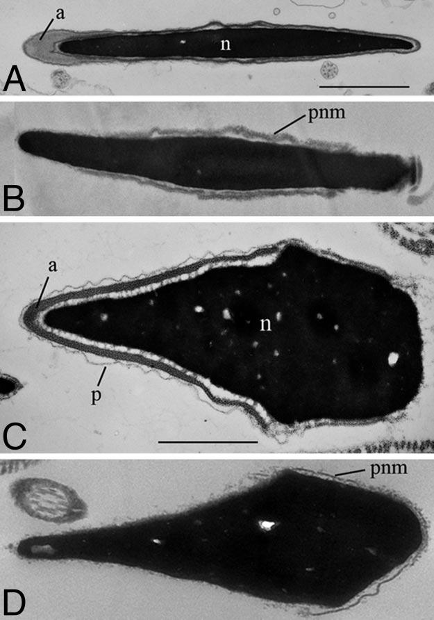 Fig. 2. Electron micrographs of the heads of mouse and human spermatozoa. Mouse spermatozoa before (A) and after (B) LL treatment. Human spermatozoa before (C) and after (D) LL treatment.