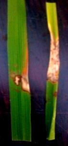 FIG: 3 RICE BLIGHT INFECTED PLANTS BIOTECHNOLOGY EXPERIMENTAL FIELD Isolation of bacteria (Xanthomonas oryzae) Infected leaves shown in (Fig: 4) were collected, infected portion was cut, washed with