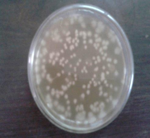 Extract were spread on the plates than incubate for 24-48 hour at 30 0 C. Yellowish white colony were observed on the plates shown in (Fig: 5).