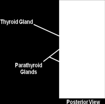 The parathyroid glands are typically located on the posterior surface of the thyroid gland. The release of parathyroid hormone decreases as blood calcium levels increase.