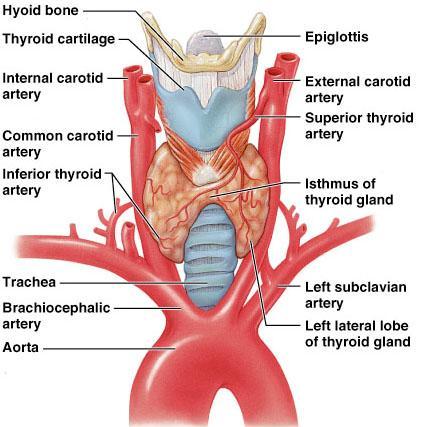 Thyroid Gland The largest endocrine gland, located in the anterior neck, consists of two lateral lobes connected by a median tissue mass called the isthmus Thyroid Hormone o The body s major