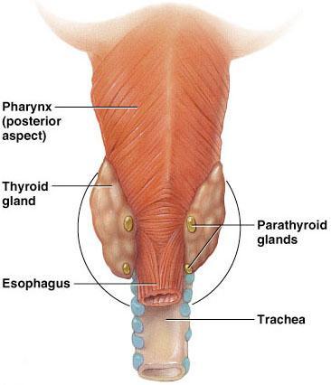 tissue growth o Developing skeletal and nervous systems o Maturation and reproductive capabilities Thyroid Underactivity Hypothroidism o Results from thyroid gland defect or inadequate TSH or TRH
