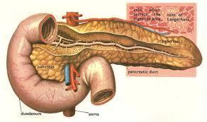 Pancreas A triangular gland, which has both exocrine and endocrine cells, located behind the stomach Cells produce an enzyme-rich juice used for digestion (exocrine product) Pancreatic islets (islets
