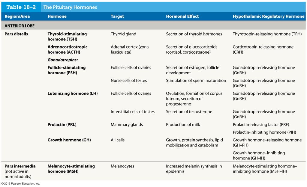 Points to Note: ACTH targets glucocorticoids (hormones that affect ) Low levels of gonadotropins causes ; FSH is inhibited by Luteinizing hormone prepares the body for in females; in males it