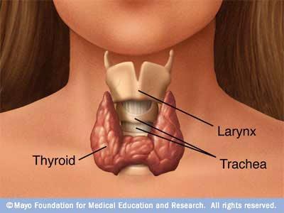 Thyroid Located in the neck Releases hormone thyroxin Function is to regulate rates of metabolism in the body Essential for normal physical and mental development Oversecretion of thyroxin: