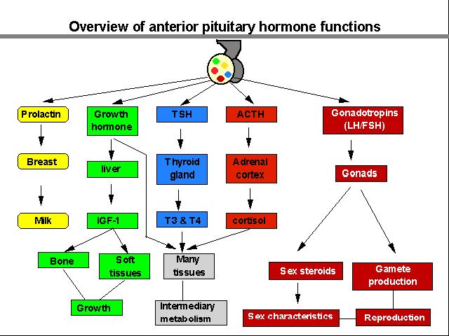 the anterior pituitary Peptide hormones: 190 amino acids 1.