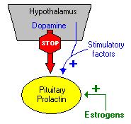 over Prolactin synthesis and secretion.