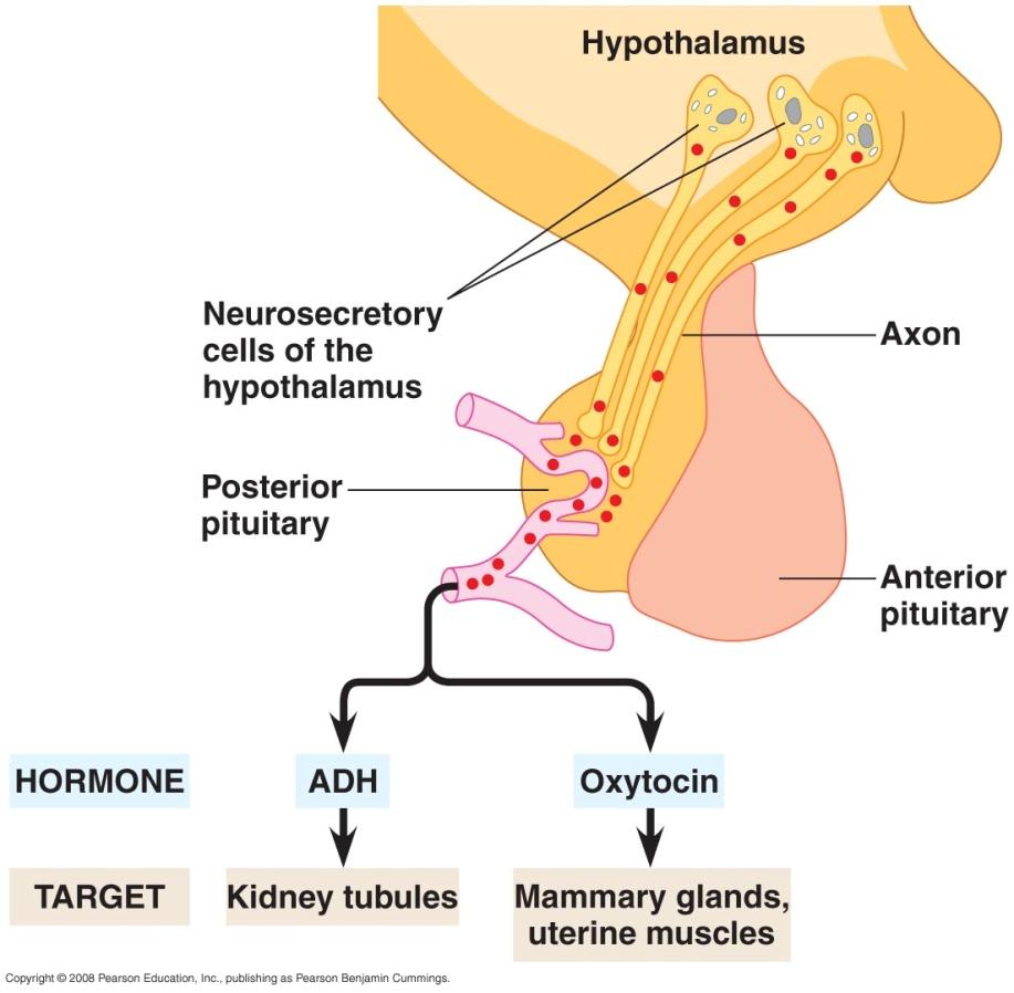Posterior Pituitary Hormones ADH pathway Blood osmolality= ADH Increases water