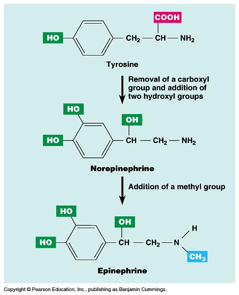 Adrenal MEDULLA Adrenal gland hormones Catecholamine release Epinepherine (adrenaline) Norepinepherine (noradrenaline) Released by ACh - neurotransmitter Acute