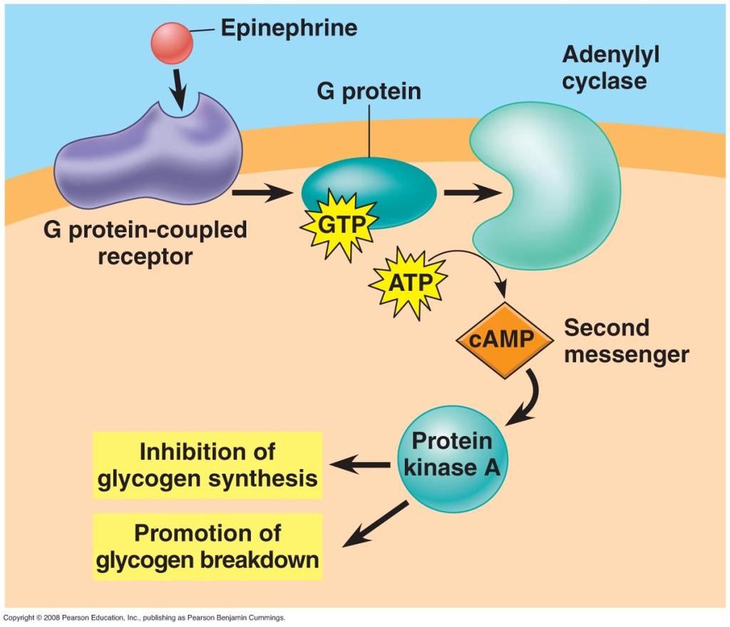 Polar hormones & Signal PM receptor activates second messenger Activate enzymes Rearrange cytoskeleton