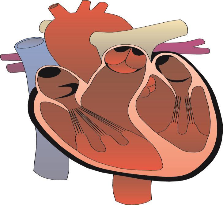 Q4 Which arrow is pointing to the left ventricle? (1 mark) a d b c Q5 Why does the left ventricle have thicker walls than the right ventricle? (1 mark) a. So it can pump blood more forcefully b.