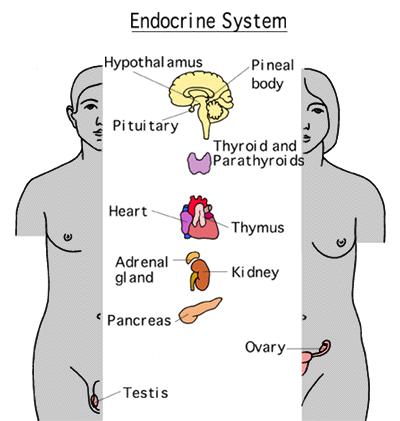 The Endocrine System Glands secrete hormones
