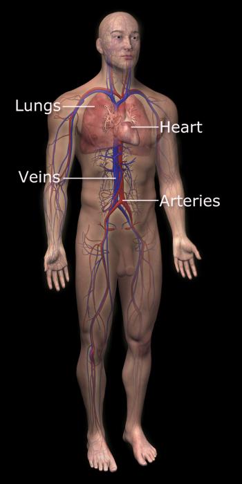 The Cardiovascular System Blood vessels transport blood Carries oxygen and carbon