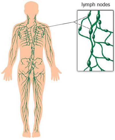 The Lymphatic System Picks up fluid leaked from blood vessels Disposes of debris in the lymphatic