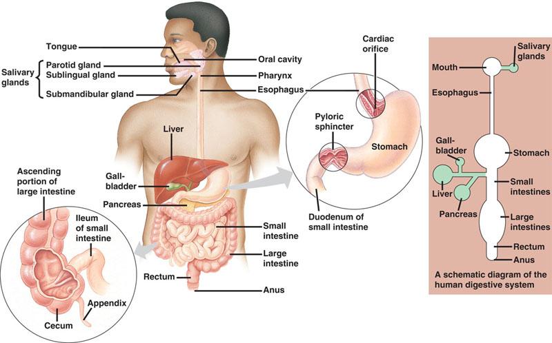 The Digestive System Breaks down food into