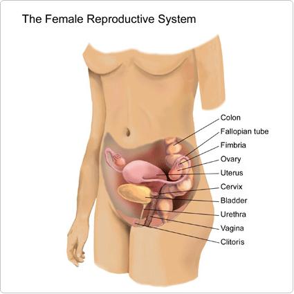 Reproductive System Overall function is to