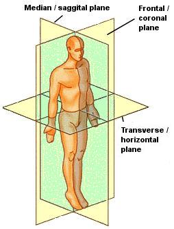 Anatomical Planes Fixed lines of reference along which the body is often divided or sectioned to facilitate