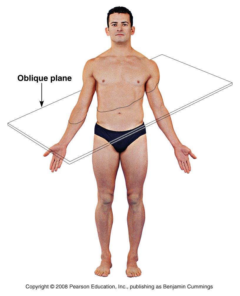 Body Planes and Sections