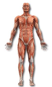 The Integumentary System Forms external body covering Protects deeper tissues from injury