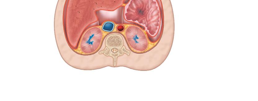 7b Body Cavities and Membranes Anterior Visceral peritoneum Liver