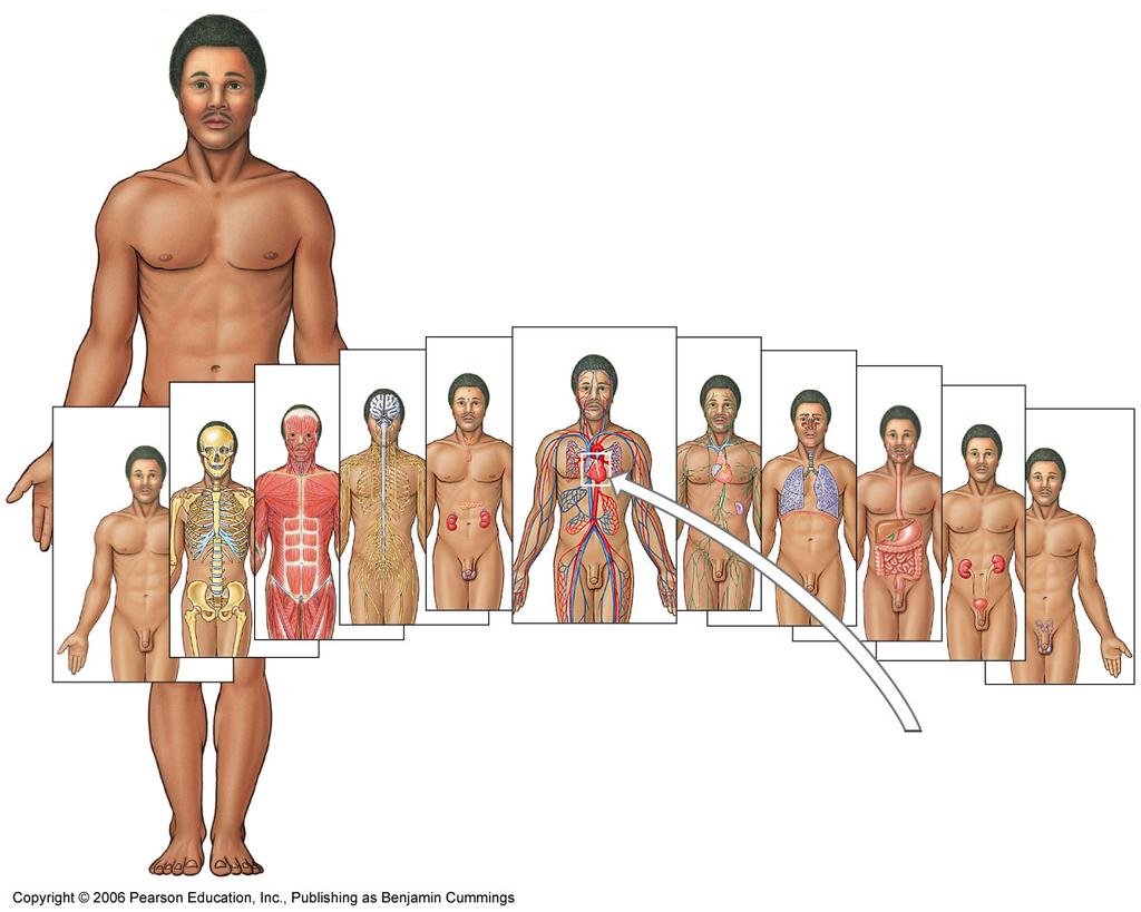 Collin College BIOL 2401 : Human Anatomy &