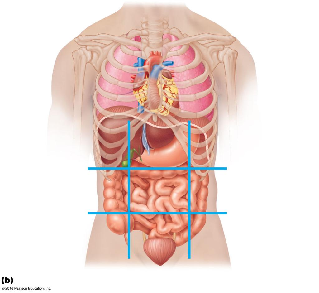 Appendix Diaphragm Spleen Stomach Transverse colon of large intestine