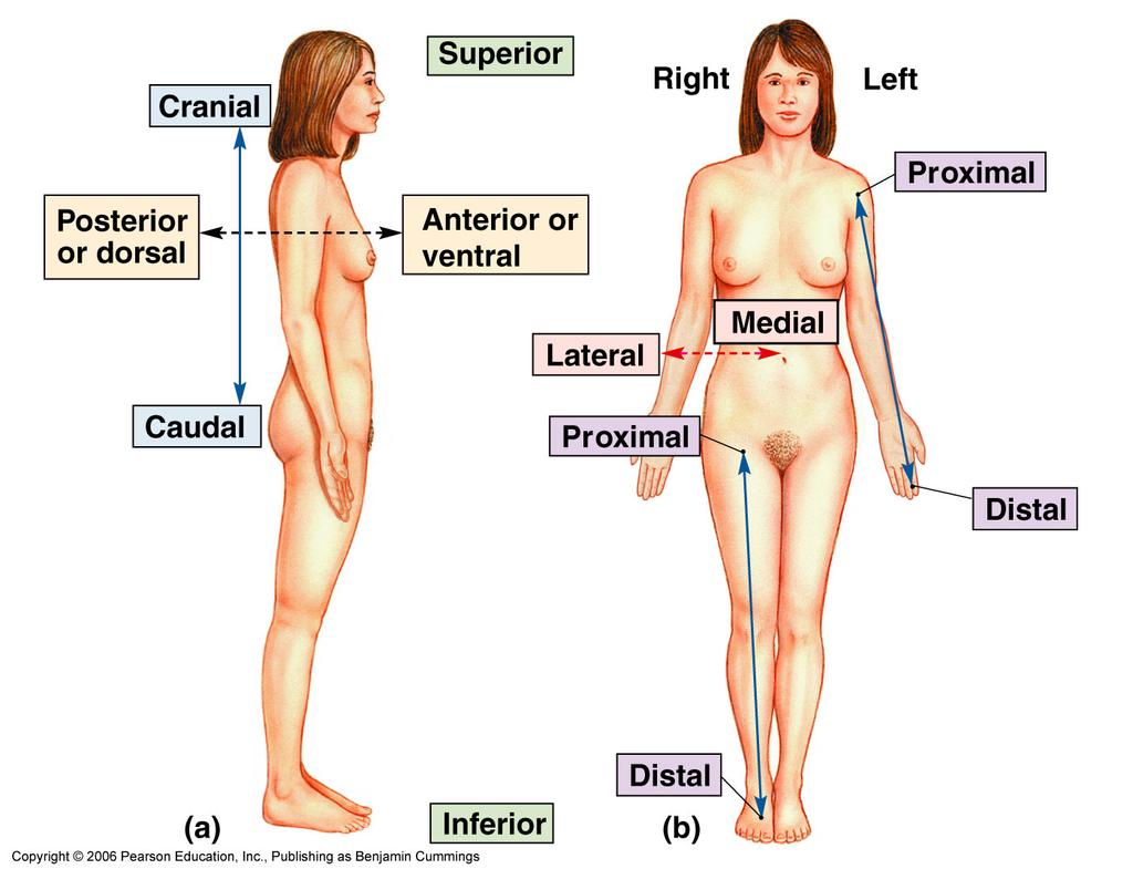 Body Orientation and Direction These terms are used to locate body structures in relation to other structures when the body is