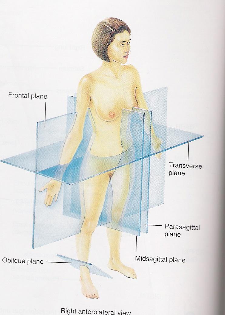 Body Planes Imaginary flat surfaces that are used to divide the body