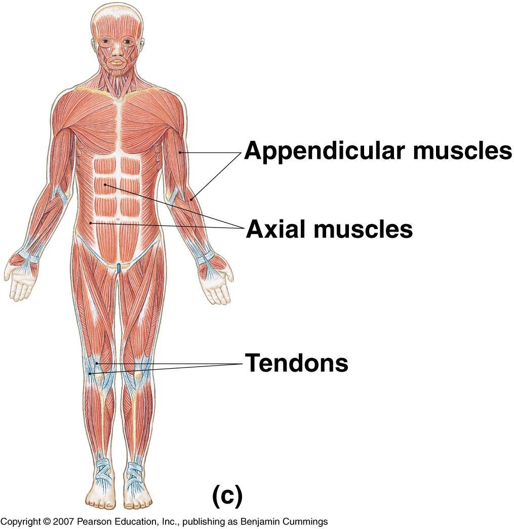 The Muscular System O Allows manipulation of environment O