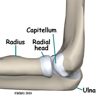 Anatomy A Patient's Guide to Adult Radial Head (Elbow) Fractures Adult Radial Head (Elbow) Fractures The radial head is part of the radius, one of the two bones of the forearm.
