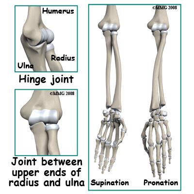 Like nearly all joints, both are covered with articular cartilage (a slippery covering that allows bone to move against bone).