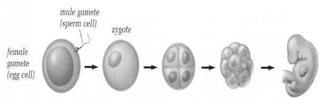 2. Budding Parent produces a 3. Spore Production Similar to seeds Produced by One parent Fungi, 4.