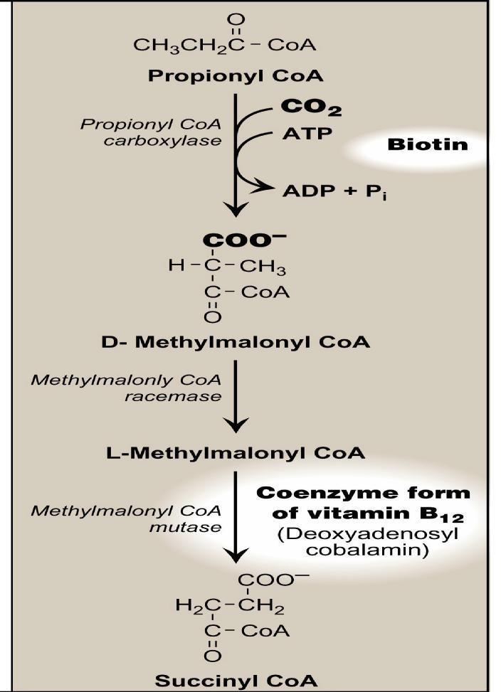 Note that the addition of CO2 is on the middle carbon (the second carbon) of propionyl CoA.
