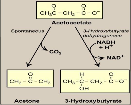 and the right half is acetate, acetic group and acetic group linked together, so it s named acetoacetate.
