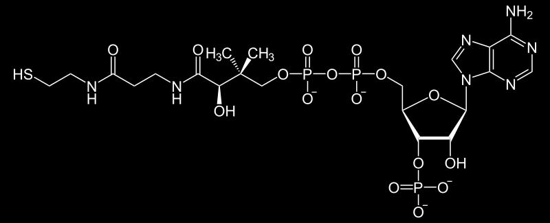 B. Formation of Acetyl Coenzyme-A Pyruvate is formed to attach to