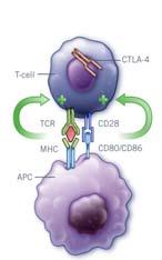 CTLA 4 and PD 1 Tumor