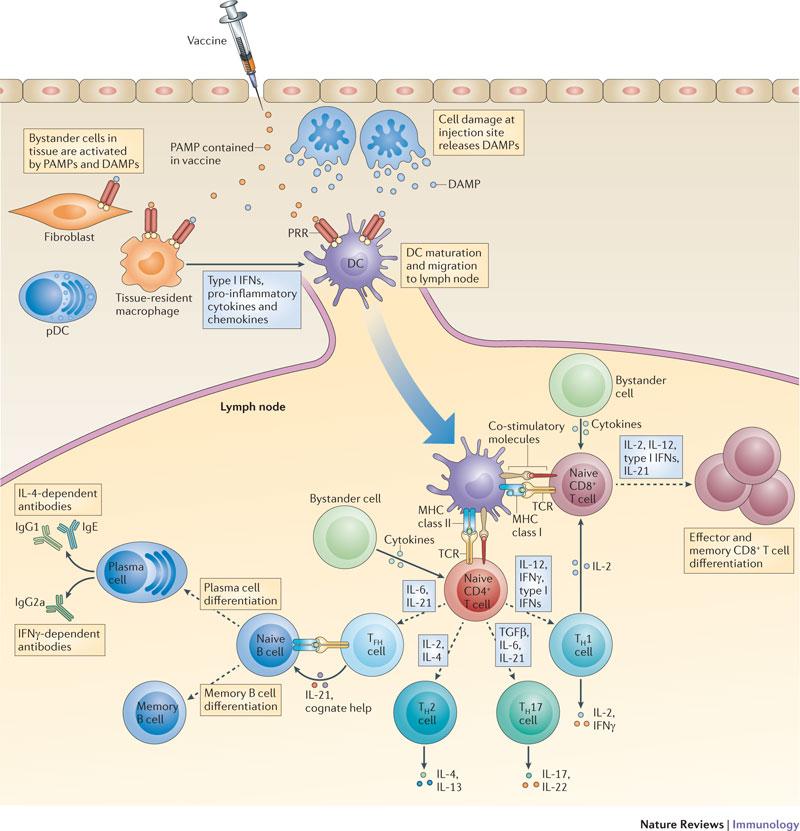 Immunology Lecture 4 The Well Patient: How innate and adaptive immune responses maintain health - 13, pg 169-181, 191-195.