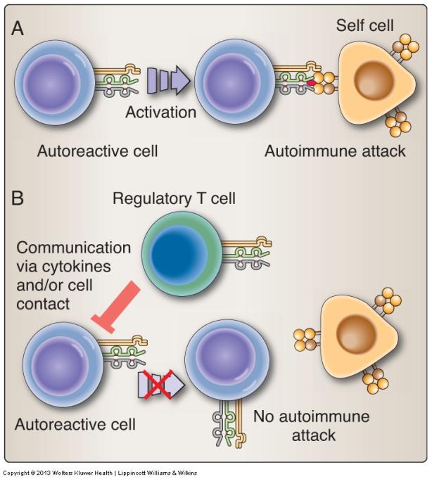 Limited by local inflammation TLR and local cytokines can block Treg functions Inflammation driving autoimmunity: In inflammatory sites local cytokines may be sufficient to drive effector responses
