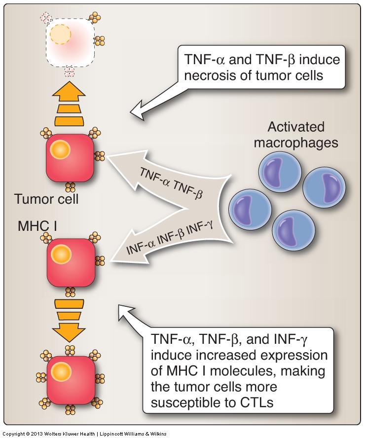 NK Cells - Macrophage - associated cytokines Adaptive specific antigen dependent immune responses against antigens on tumor cells.