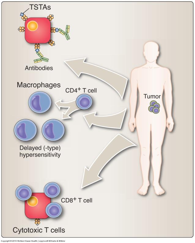 Adaptive immune responses against tumor antigens: Humoral Cell-mediated Immune Escape: Tumor cells often escape