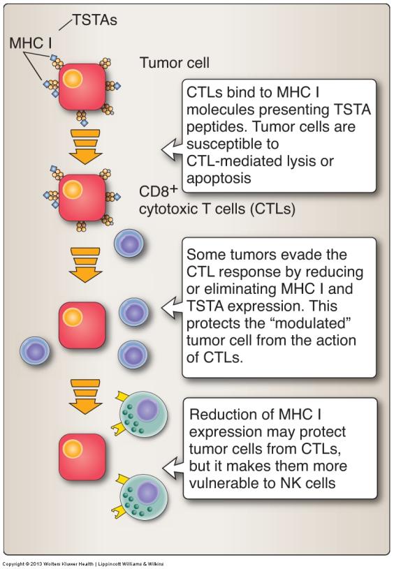 Several mechanisms facilitate evasion against immune response by tumor cells.