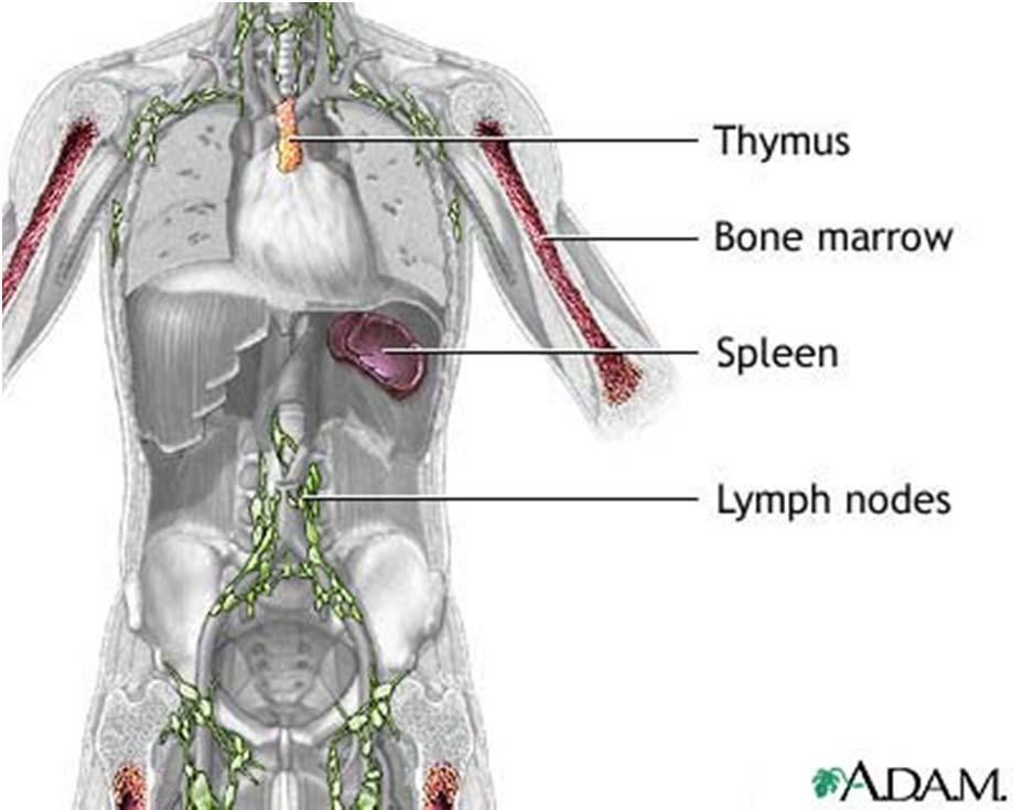 Primary immune organs: Bone marrow Thymus