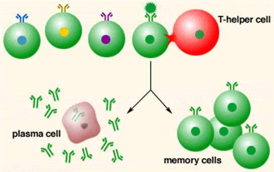 VproB B-lymphocyte development Bone marrow VCAM-1 SCF IL-7 B-cell interaction VLA-4 ckit IL7 receptor naive antigen contactclonal expansion Plasma cells Memory cells Rag 1 and Rag 2