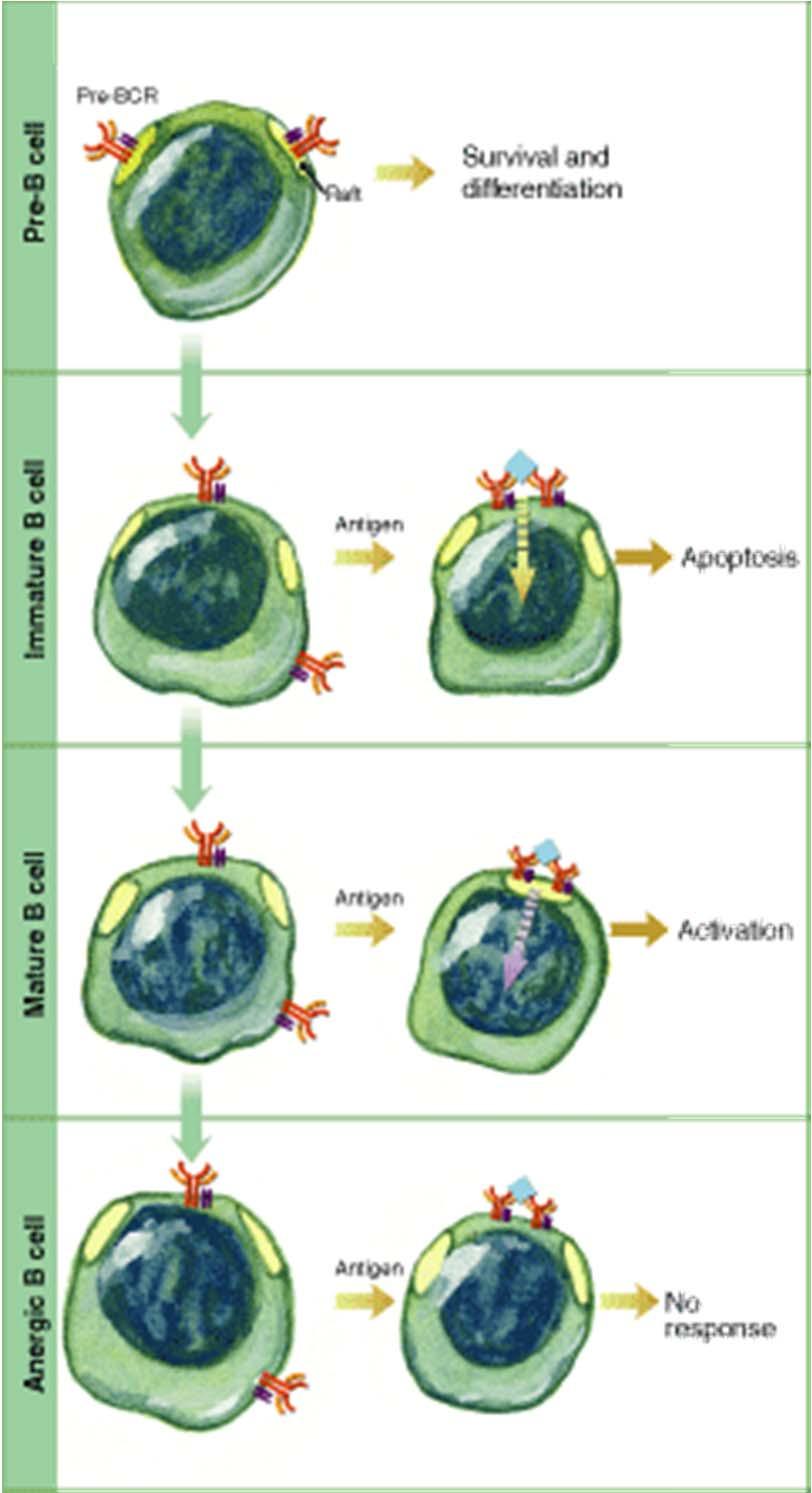 B-cell Central Tolerance Allelic exclusion and rearrangement Antigen receptor prevents further rearrangement crosslinking Antigen selection: BCR unresponsive to self antigen survive- Tolerant BCR