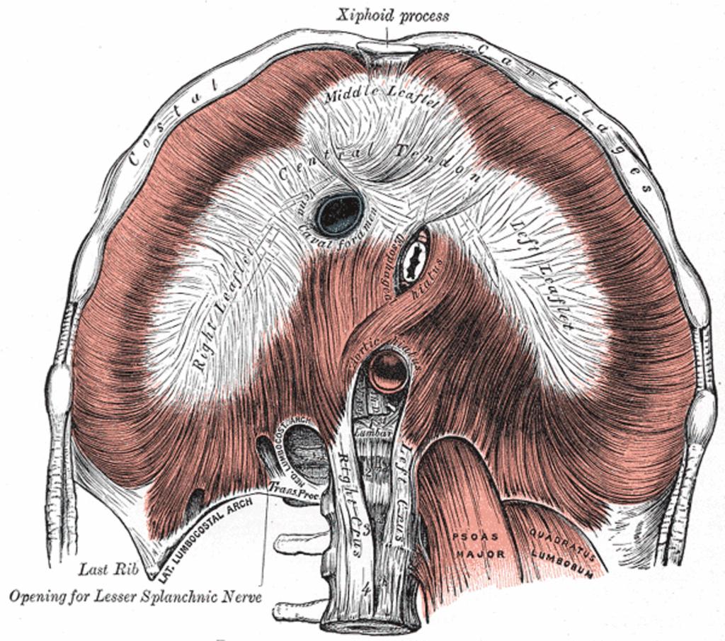 Fig.: Diaphragm from below References: Gray, Henry. Anatomy of the Human Body. Philadelphia: Edinburgh, Scotland: Churchill Livingstone, 2000.