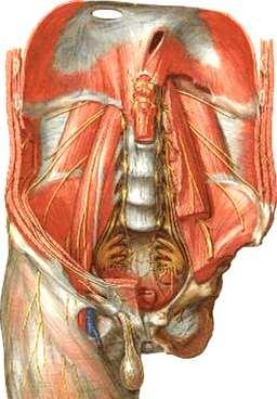 Nerves of PAW: III- Lumbar plexus: Formed in psoas from ant. rami of upper four lumbar nerves.