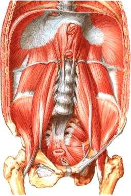 Posterior abdominal wall formed by In midline: Lumbar vertebrae & their intervertebral discs.