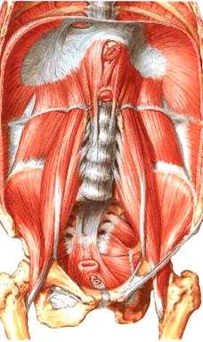Psoas minor Long small m. present in 60% Arises with upper most fibers of psoas major.