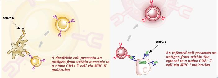 Step 1: T cell antigen recognition Helper T cell