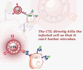 2: After recognition, the T cells will grown and